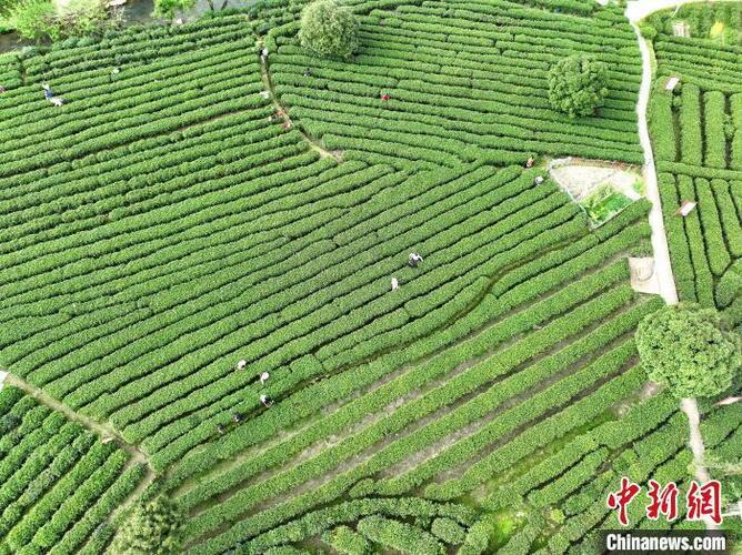 润龙黄金茶精品散装茶叶（型号RLHJ-104）